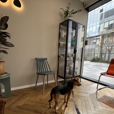 חדר המתנה עם כלב, כיסאות וארון עם מוצרים