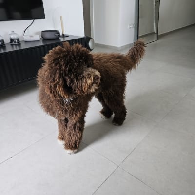 כלב חום עומד על רצפת אריחים בבית