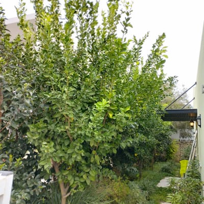 שביל גינה עם עצים ושיחים ירוקים