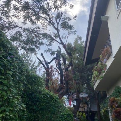 עץ גזום עם ענפים חתוכים ליד בית