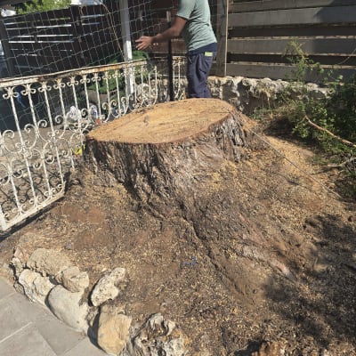 אדם עומד ליד גזע עץ כרות בגינה