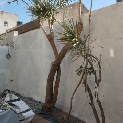 חצר עם עצים, חוטים תלויים על ענפים, קיר בטון