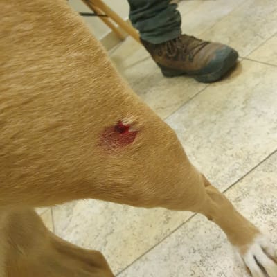 פצע פתוח על רגל כלב במרפאה וטרינרית