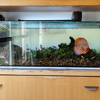 אקווריום עם דגים, צמחים ואבנים צבעוניות