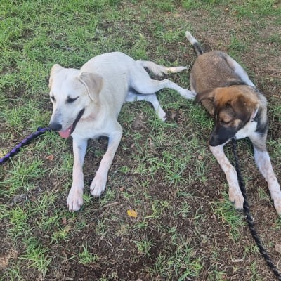 שני כלבים שוכבים על דשא עם רצועות קשורות