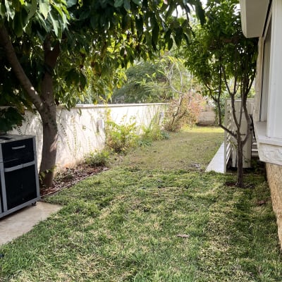 דשא ירוק ועצים בגינה קטנה