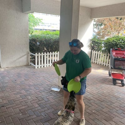 אישה מאמנת כלב עם צלחות ירוקות