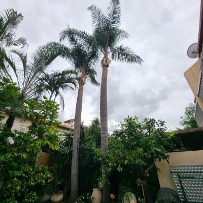 שני עצי דקל גבוהים בגינה עם עציצים מסביב