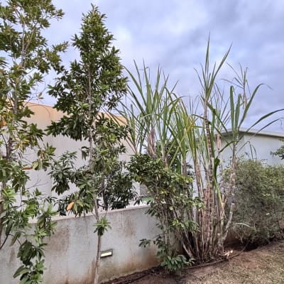 עצים וצמחים בגינה עם קיר בטון ברקע