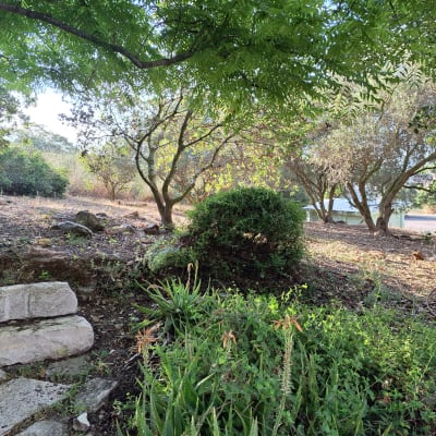 צמחים ירוקים, שיחים ועצים בגינה טבעית