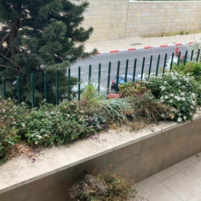 ערוגת פרחים על מרפסת עם גדר ירוקה
