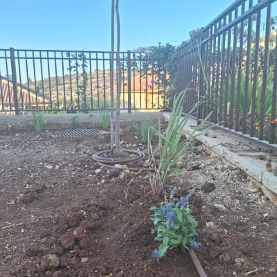 צמחייה ופרחים בגינה עם צינור השקיה