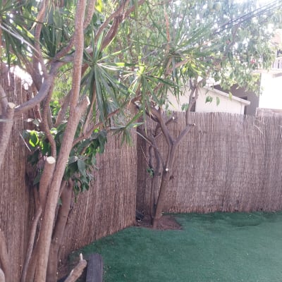 עצים וגדר במרחב גינה