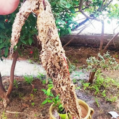 אדם עם כפפה מחזיק שורש עץ גדול ומלוכלך