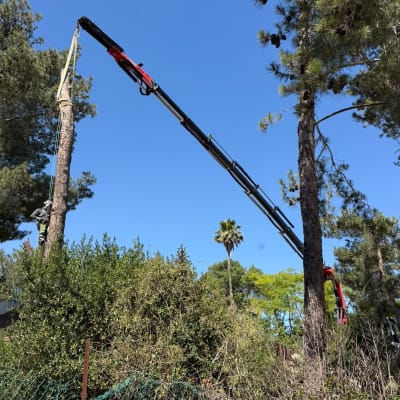 מנוף גיזום עצים בשטח פתוח עם עצים
