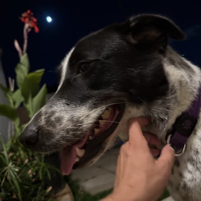 כלב עם קולר בחוץ בלילה