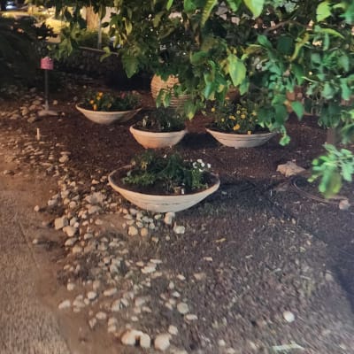 עציצים עם פרחים מתחת לעץ בגינה