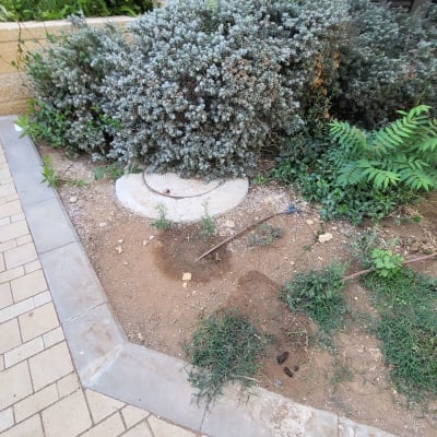 פתח ביוב מכוסה ליד שיחים בגינה