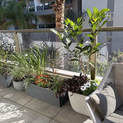 עציצים עם צמחים ופרחים במרפסת שמש