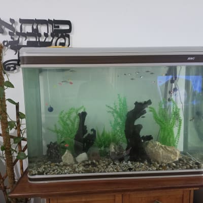 אקווריום ביתי מעוצב עם דגים, צמחייה, גזעי עץ ואבנים