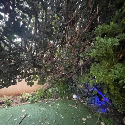 עץ וגיזום על הקרקע עם עלים מפוזרים