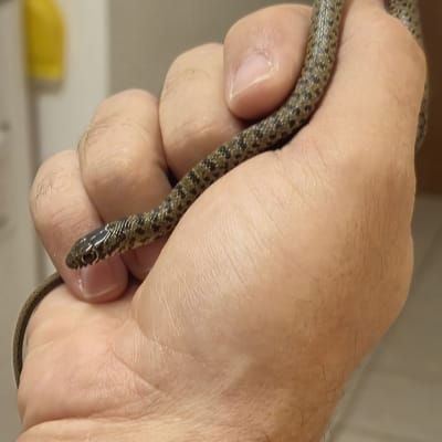 לכידת נחש קטן המוחזק בידו של לוכד נחשים