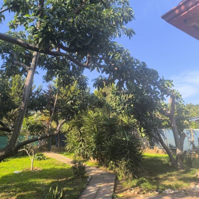 עץ גזום עם ענפים חתוכים בגינה ירוקה