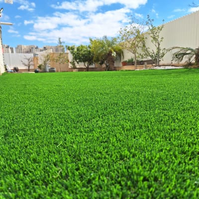 דשא ירוק בגינה עם עצים ושיחים ברקע