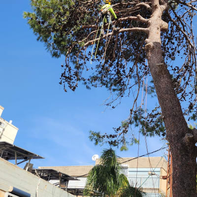 אדם גוזם עץ גבוה עם ציוד בטיחות