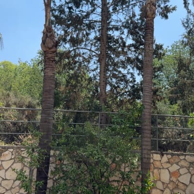 שני עצי דקל גבוהים עם צמחייה מסביב