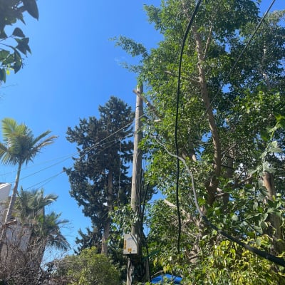 עצים גבוהים עם חוטי חשמל בשמיים כחולים