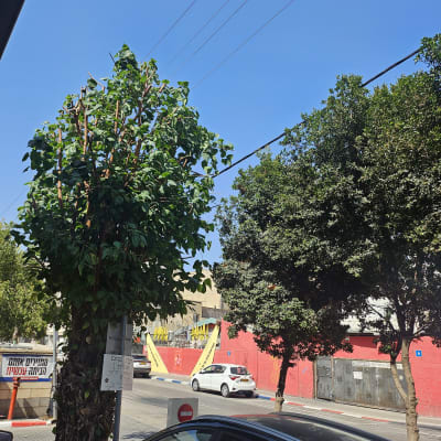 עץ גזום עם ענפים חתוכים ליד חוטי חשמל