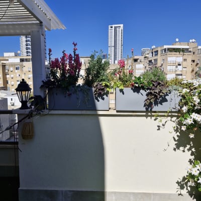 עציצים עם פרחים על מרפסת מול בניינים