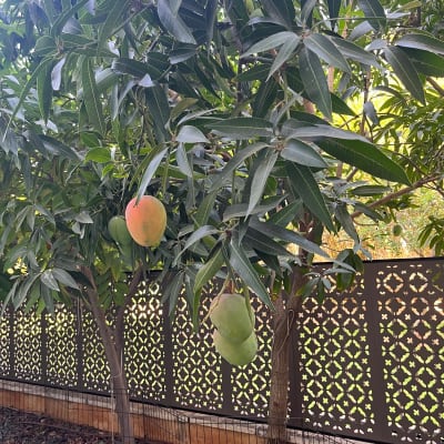 עץ מנגו עם פירות בגינה לצד גדר מתכת דקורטיבית