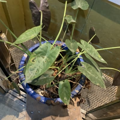 עציץ עם עלים ירוקים וכהים בתוך מעלית