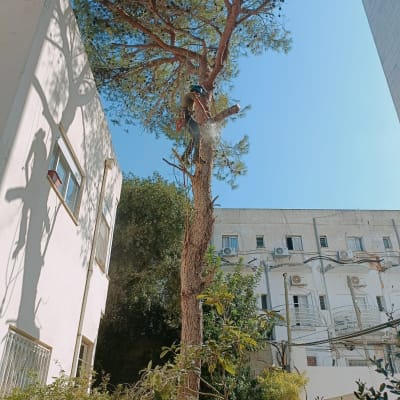 אדם גוזם עץ גבוה עם מסור חשמלי