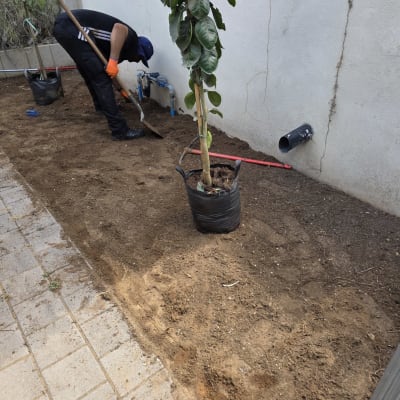 אדם שותל עץ בגינה ליד קיר