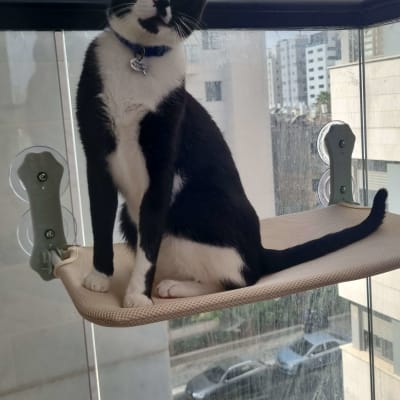 חתול יושב על מדף מחובר לחלון עם רשת