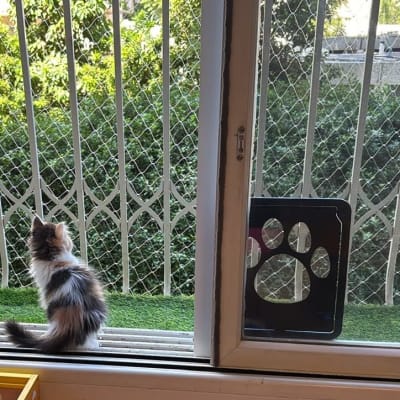 חתול יושב על דשא מלאכותי ליד רשת יונים