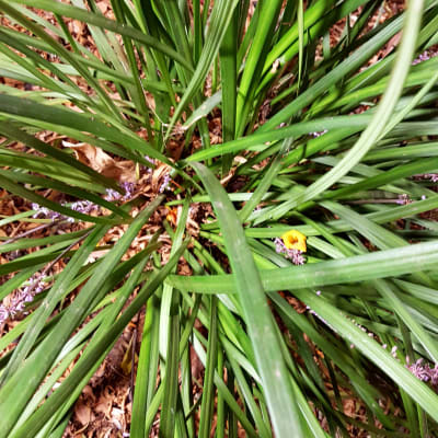 צמח ירוק עם עלים ארוכים ופרחים סגולים קטנים