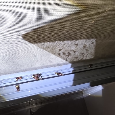 תיקנים מתים על אדן חלון לאחר הדברה