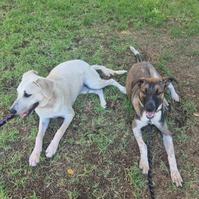 שני כלבים שוכבים על דשא עם רצועות