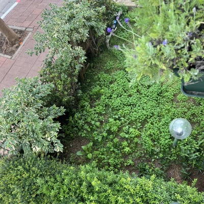 גינה עם שיחים ירוקים ופרחים סגולים