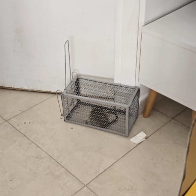 מלכודת עכברים עם עכבר בפנים על רצפה ליד קיר