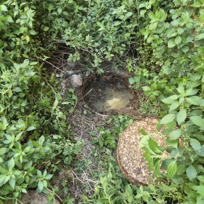 בור ביוב פתוח מוקף בצמחייה ירוקה