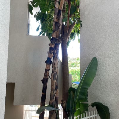 צינור מים לבן מחובר לקיר חיצוני