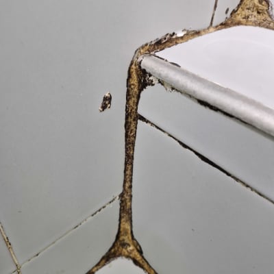 עובש ופגמים ברובה בין אריחי קרמיקה