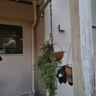 גג עץ עם קורות מתכת ותליית עציצים