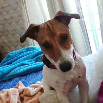 כלב קטן עם קולר יושב על מיטה