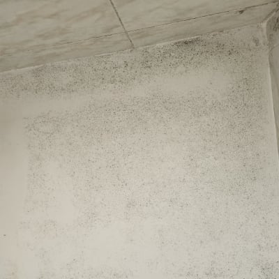 קיר עם כתמי עובש בתקרה ובפינה